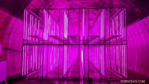 South Korean Farmers Adapt to Rising Temperatures with Tunnel-Based Vertical Farming