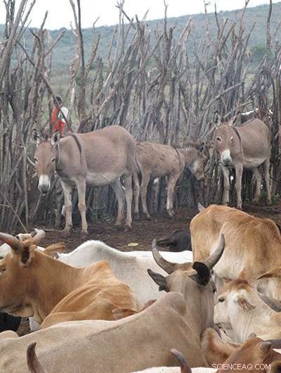 From Ancient Dung Piles to African Wildlife Havens: The Unexpected Role of Livestock Heaps