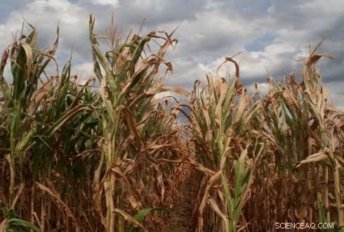 How Plant Responses to Drought Alter Atmospheric Composition