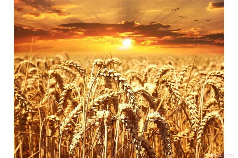 Global Warming Drives Rising Insect Populations, Threatening Crop Yields