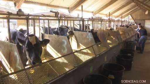 UC Davis Study Tests Seaweed Additive to Reduce Dairy Emissions