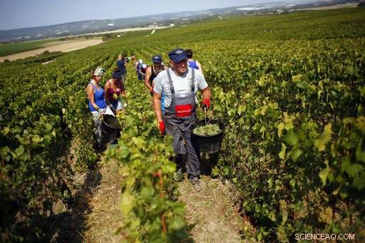 Champagne Grapes Harvested Early as Heatwave Presses Production