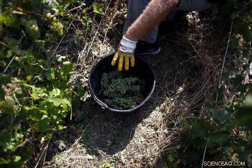 Champagne Grapes Harvested Early as Heatwave Presses Production
