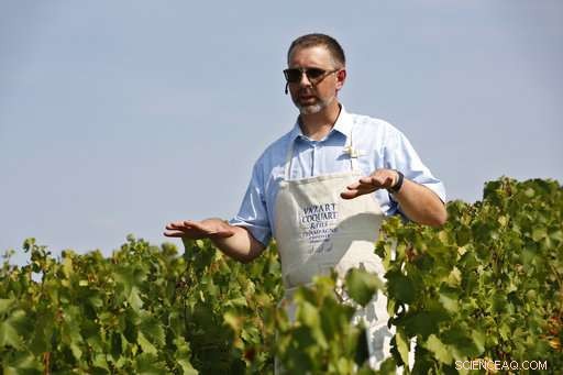 Champagne Grapes Harvested Early as Heatwave Presses Production