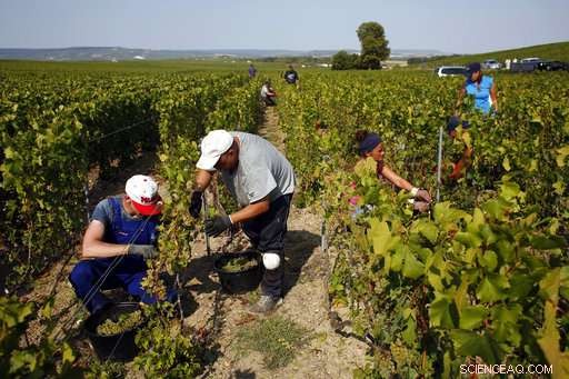 Champagne Grapes Harvested Early as Heatwave Presses Production