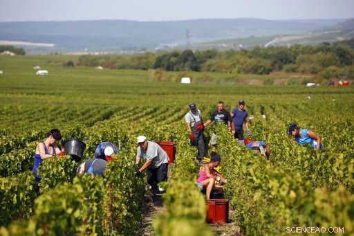 Champagne Grapes Harvested Early as Heatwave Presses Production