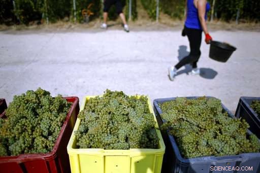 Champagne Grapes Harvested Early as Heatwave Presses Production
