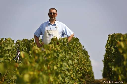 Champagne Grapes Harvested Early as Heatwave Presses Production