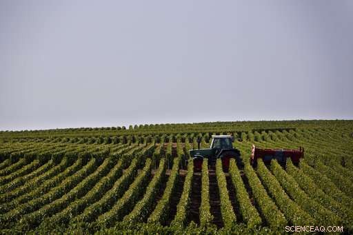 Champagne Grapes Harvested Early as Heatwave Presses Production