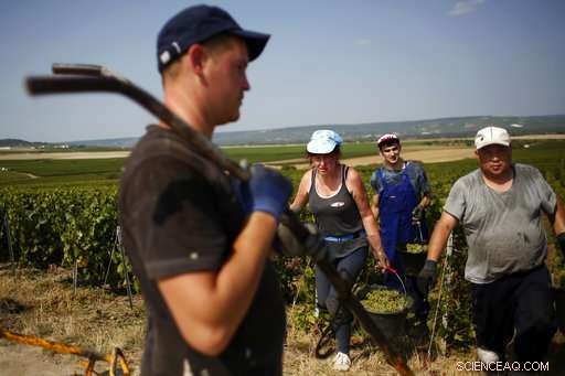 Champagne Grapes Harvested Early as Heatwave Presses Production