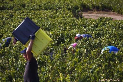 Champagne Grapes Harvested Early as Heatwave Presses Production