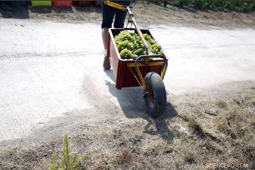 Champagne Grapes Harvested Early as Heatwave Presses Production