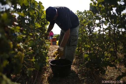 Champagne Grapes Harvested Early as Heatwave Presses Production