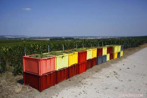 Champagne Grapes Harvested Early as Heatwave Presses Production