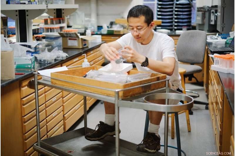 Earth’s Oxygen Levels Rose Gradually, Not in Sudden Surges