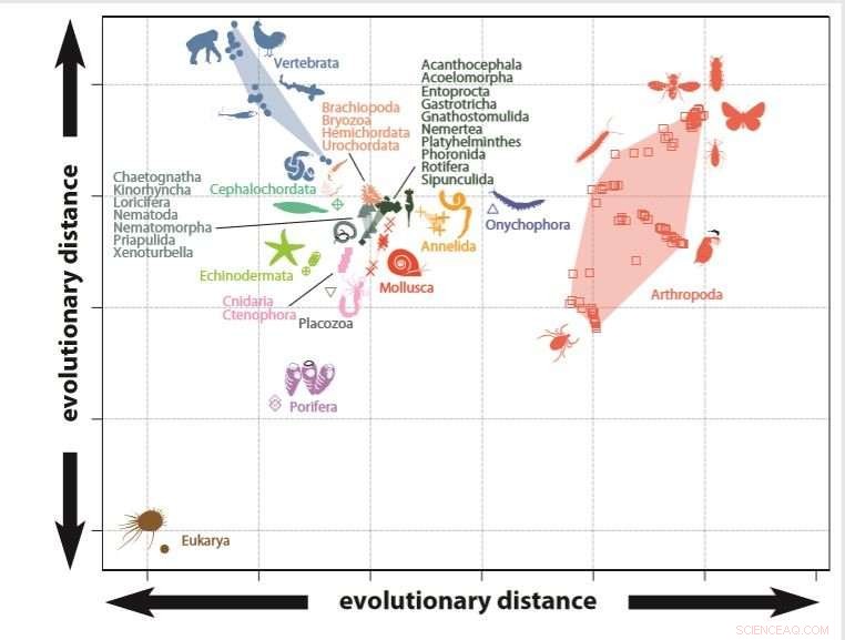 Tracing the Evolutionary Roots of Animal Biodiversity