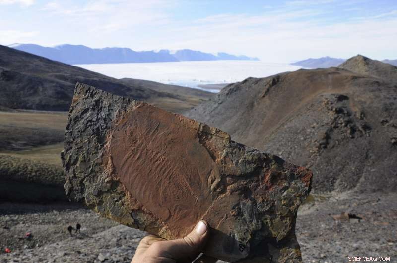 Tracing the Evolutionary Roots of Animal Biodiversity