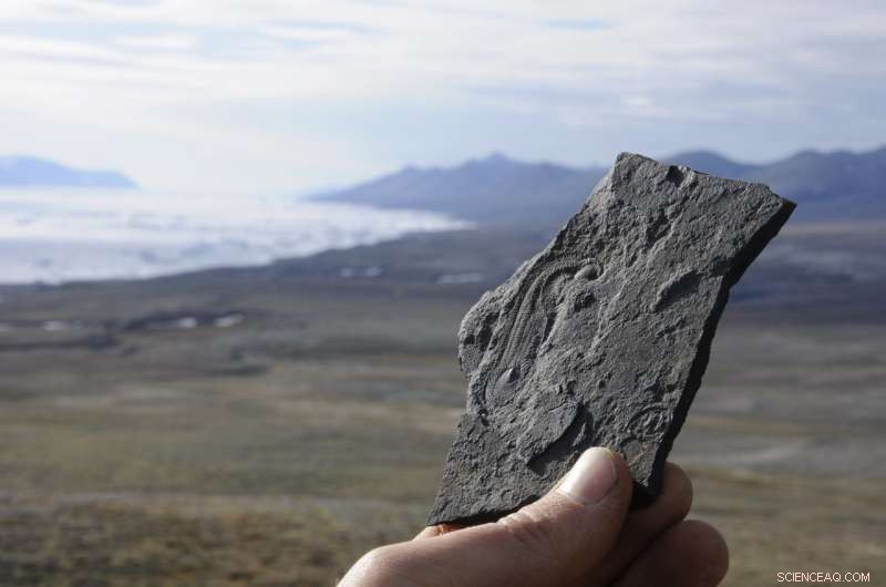 Tracing the Evolutionary Roots of Animal Biodiversity