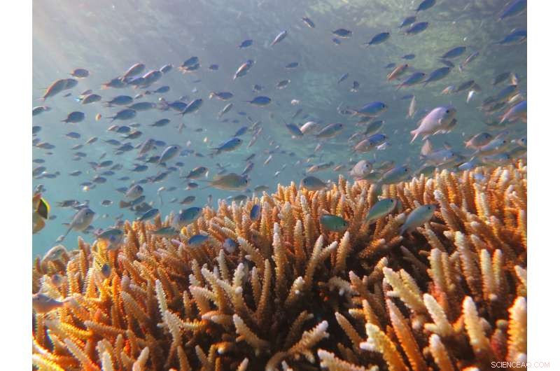 New Study Reveals Coral Bleaching Threats Span Both Shallow and Deep Reefs of the Great Barrier Reef