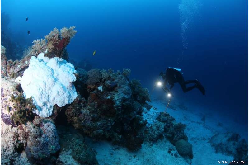 New Study Reveals Coral Bleaching Threats Span Both Shallow and Deep Reefs of the Great Barrier Reef