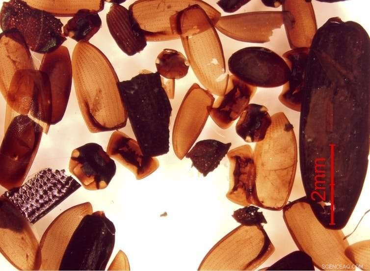 Why Bogs Serve as Unique Records of Earth s History