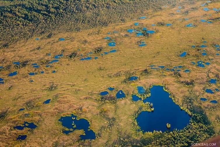 Why Bogs Serve as Unique Records of Earth s History