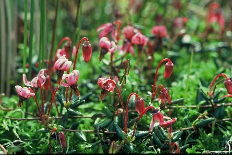 Why Bogs Serve as Unique Records of Earth s History