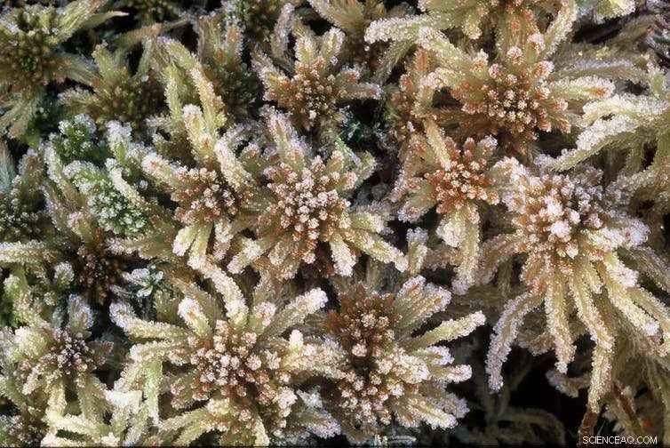 Why Bogs Serve as Unique Records of Earth s History