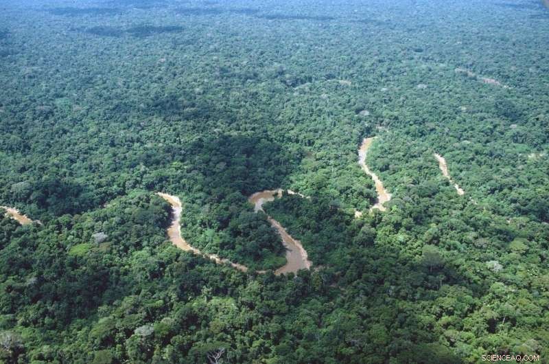 University of Turku Researchers Map Amazonian Tree Species Distributions