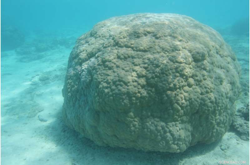 Long-Term Groundwater Pollution Threatened South Pacific Coral Reefs, Study Reveals