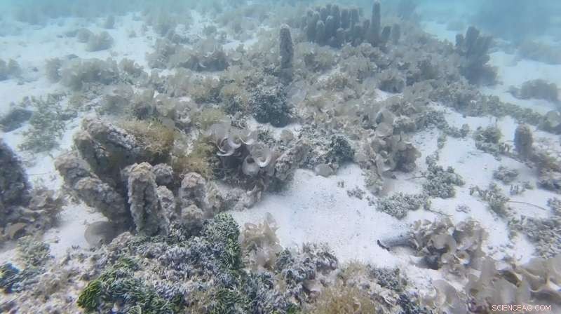 Long-Term Groundwater Pollution Threatened South Pacific Coral Reefs, Study Reveals