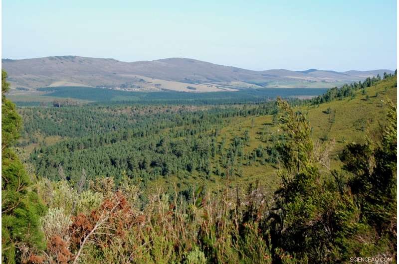 Invasive Pines Accelerated 2017 South African Wildfires