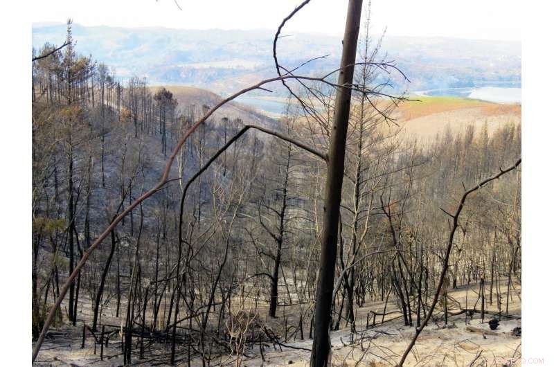 Invasive Pines Accelerated 2017 South African Wildfires