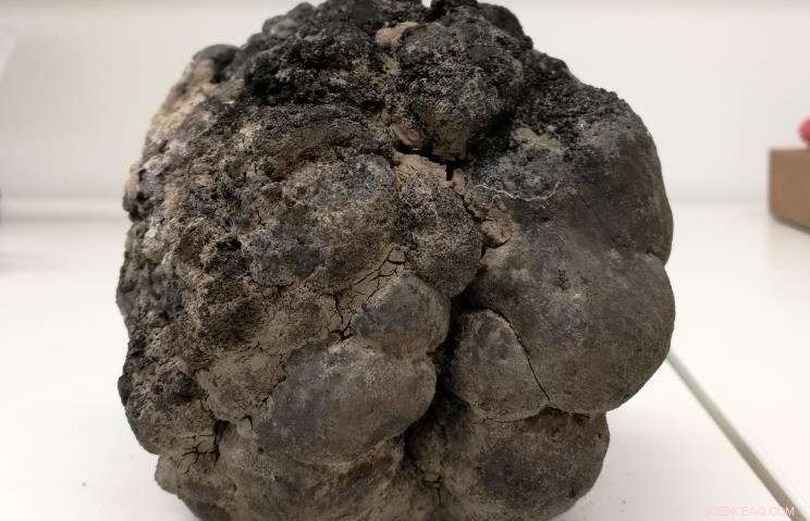 Deep-Sea Mining Drains Biodiversity, Threatening Species for Decades