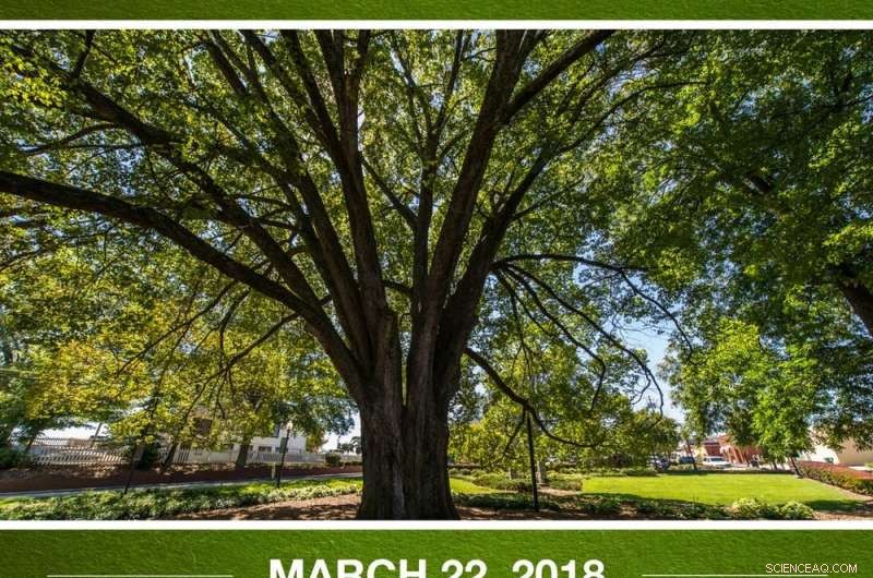 Greener Streets: Prioritizing Bike Lanes and Tree Canopies for Sustainable Urban Design