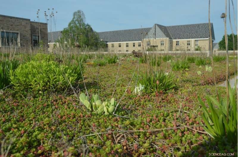 Green Roofs: The Key to Revitalizing Low‑Income Chicago Communities