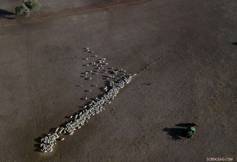 Australia s Drought Persists Despite Extensive Rain, Threatening Farmers