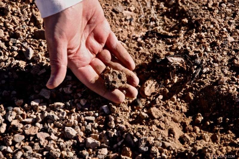 Low-Intensity Wildfires Significantly Alter Soil Health, Surprising Researchers