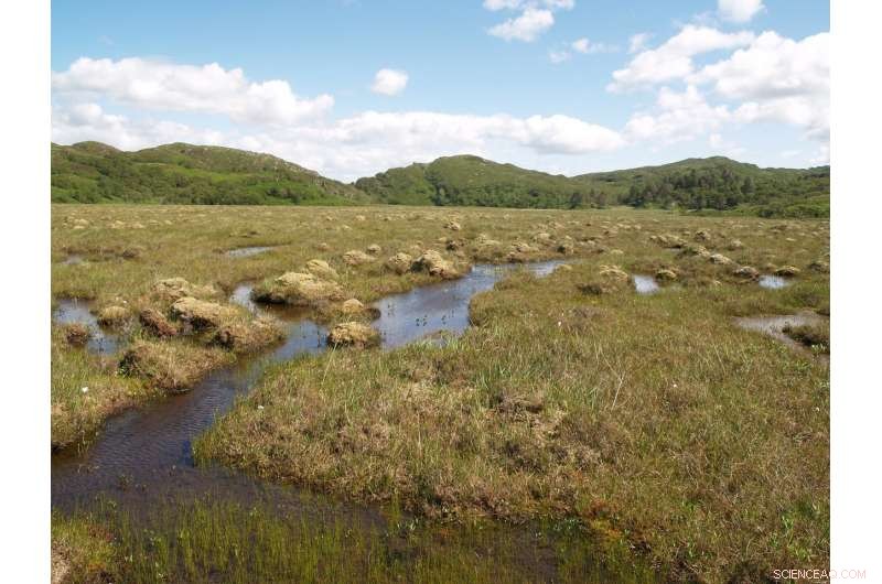 Peatlands: How Global Warming Amplifies Their Carbon Storage Potential