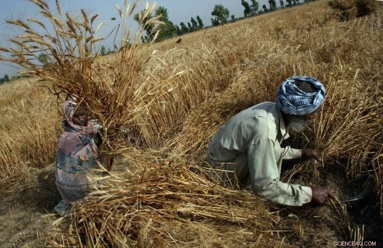 UN Reports Climate Extremes as Main Driver of Global Hunger Surge