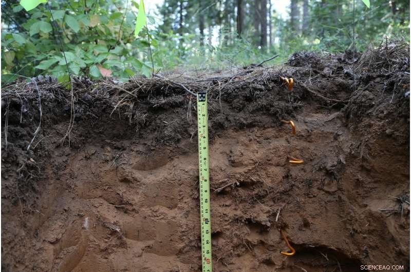 New Study Illuminates Deep Soil Carbon Dynamics and Climate Impact
