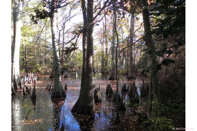 Why Expanding Swamps Is Key to Combating Climate Change