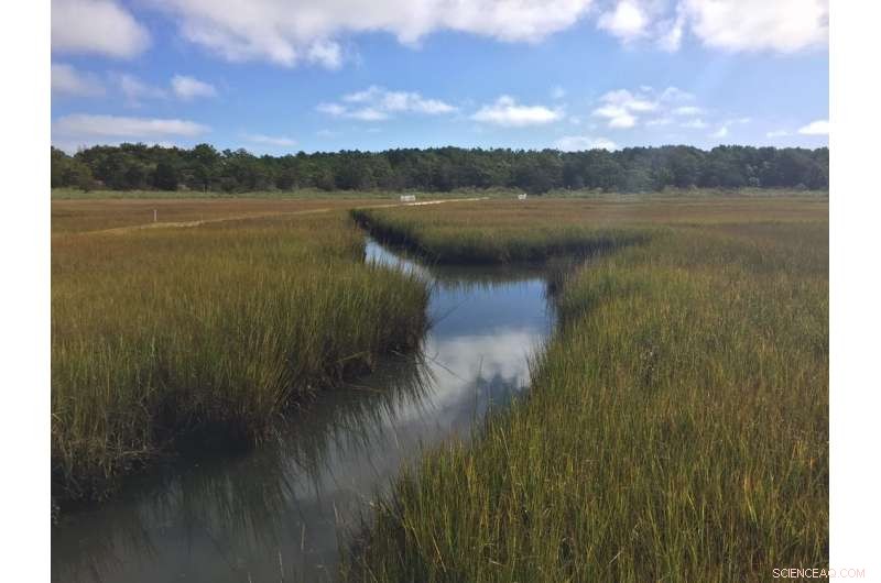 Why Expanding Swamps Is Key to Combating Climate Change