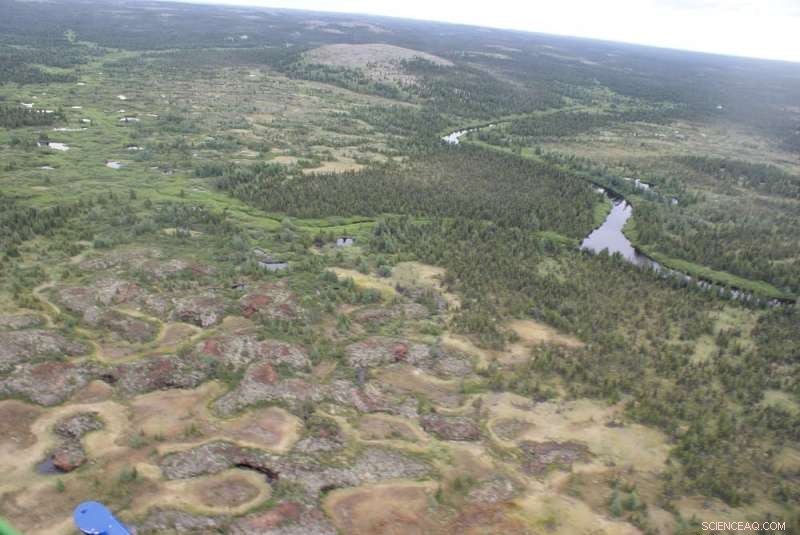 Why Expanding Swamps Is Key to Combating Climate Change
