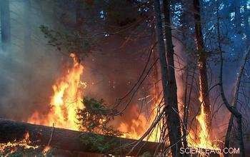 Anticipated Intensification of El Niño and La Niña: Future Climate Impact Forecast