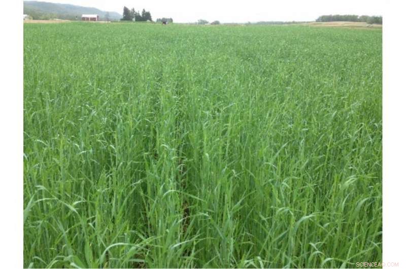 Penn State s Conservation Dairy Farming Offers Path to Meet Pennsylvania s Chesapeake Bay Target