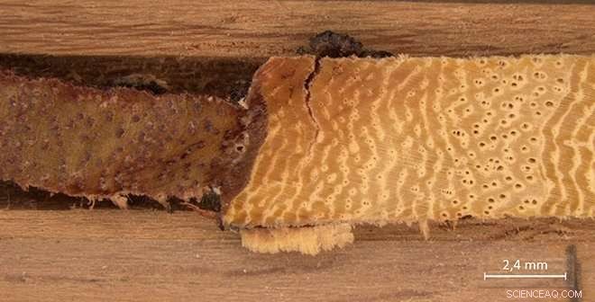 Trees as Natural Archives: Tracing Environmental Pollution Over Time