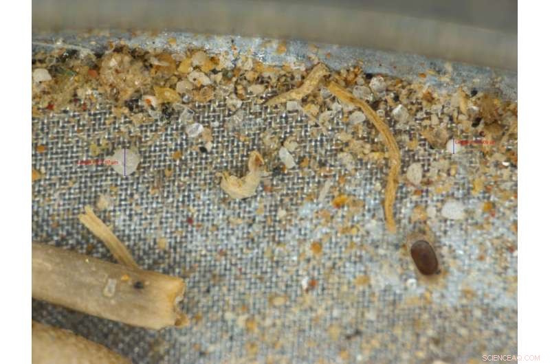 South Africa Faces Microplastics Crisis: Our Research Confirms the Urgent Need for Action