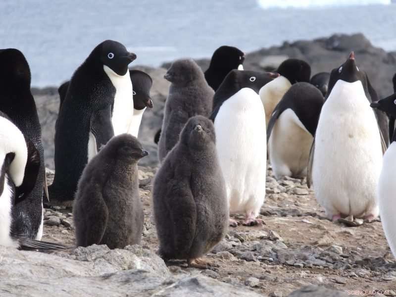 Mummified Penguins Reveal Climate History and Future Weather Risks
