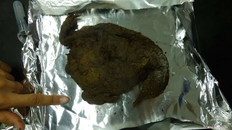 Mummified Penguins Reveal Climate History and Future Weather Risks